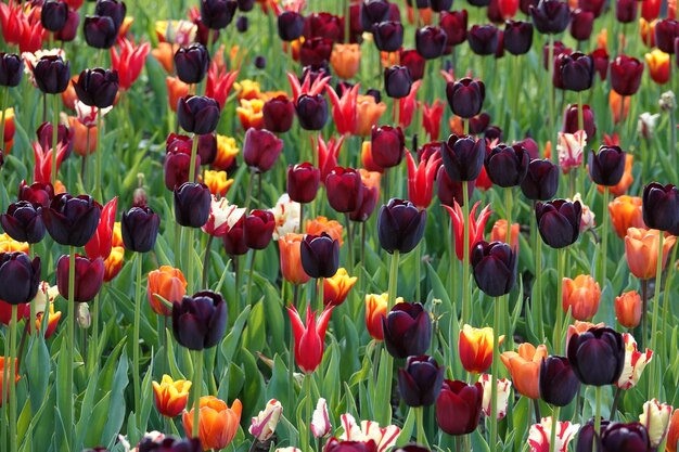 Photo tulips in field