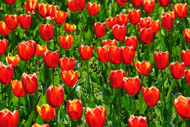 Tulips fields during the springtime