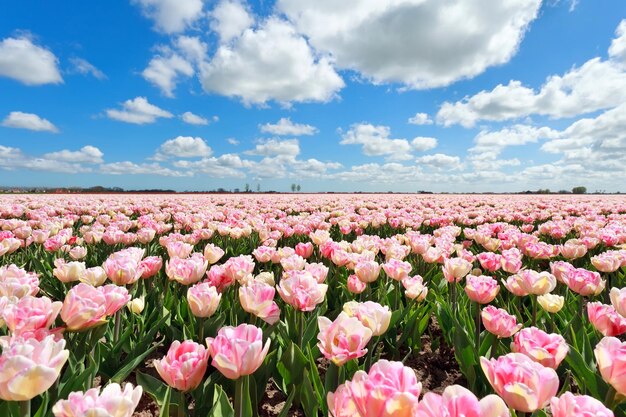 チューリップの花の背景