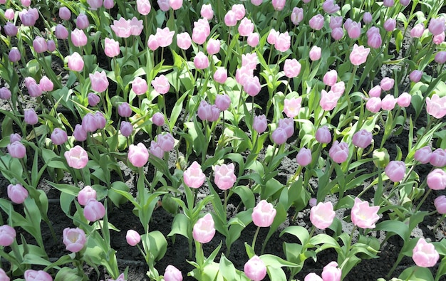 Foto i tulipani fioriscono bellissimi nel giardino