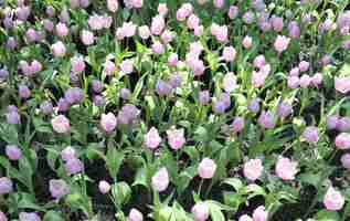 Photo tulips flower beautiful in garden plant