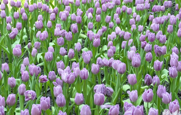 Foto i tulipani fioriscono bellissimi nel giardino