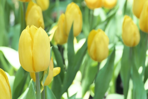 Photo tulips flower beautiful in garden plant