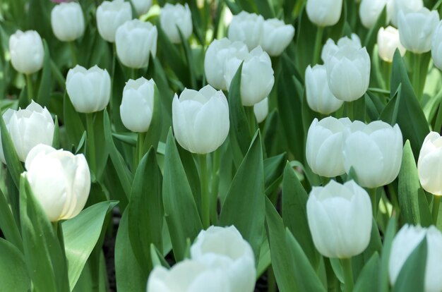 Foto i tulipani fioriscono bellissimi nel giardino