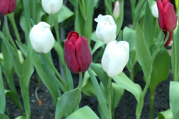 写真 庭の植物で美しいチューリップの花がく