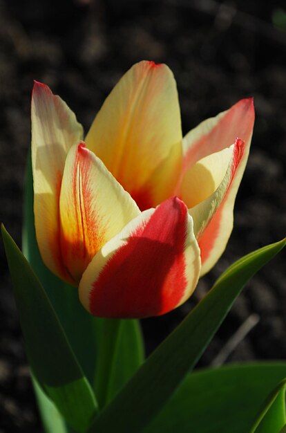 Tulips in the flower bed at the university of washington