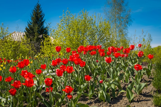 Tulips in flower bed