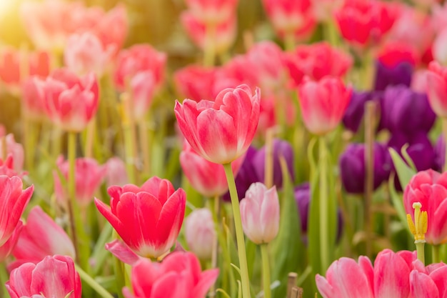 Tulips flower blooming blossom with the bright morning sun