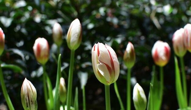 チューリップ 花の庭で色とりどりのチューリップがいています