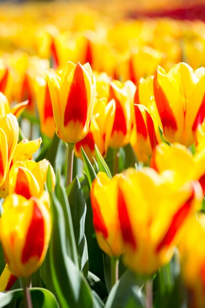 Tulips flower Garden