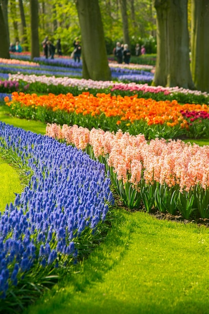 Tulips flower Keukenhof farm. Spring Season in Amsterdam Netherlands.