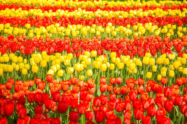 チューリップの花キューケンホフ農場。オランダ、アムステルダムの春のシーズン。