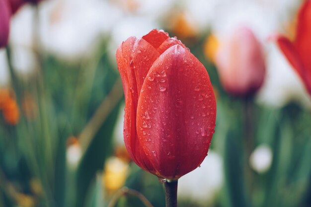 春のチューリップの花植物