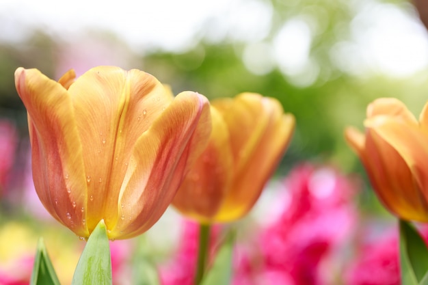 Photo tulips flower