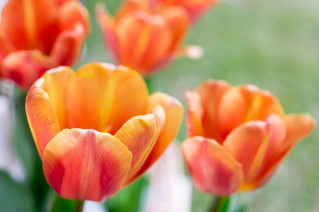 Tulips flower 