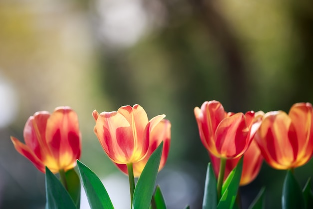 チューリップの花