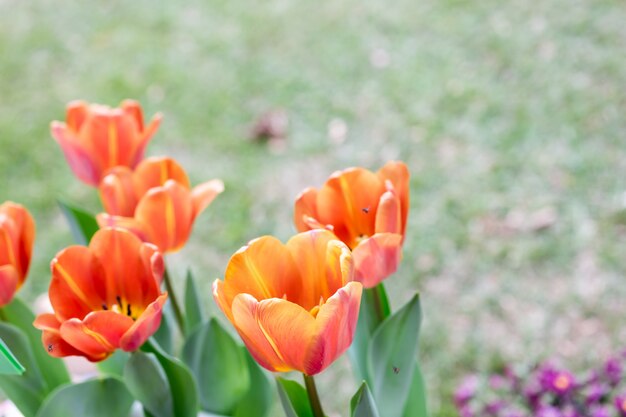 チューリップの花