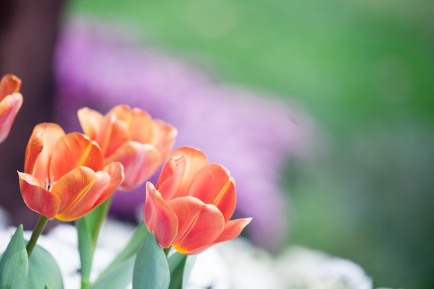 Tulips flower 