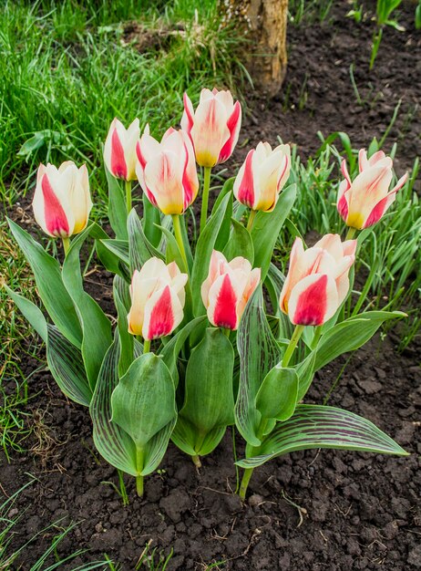 Tulips on the flowerbed white tulips with pink stripes