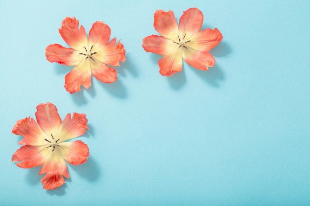 Photo tulips flowers on blue background