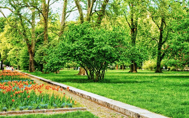 スロベニア、シュタイエルスカ地方、マリボール市立公園のチューリップの花