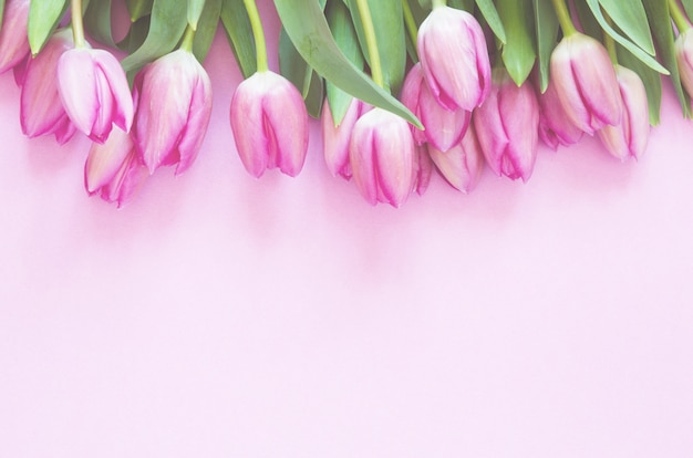 Tulips flowers on pink background. Flat lay, top view.