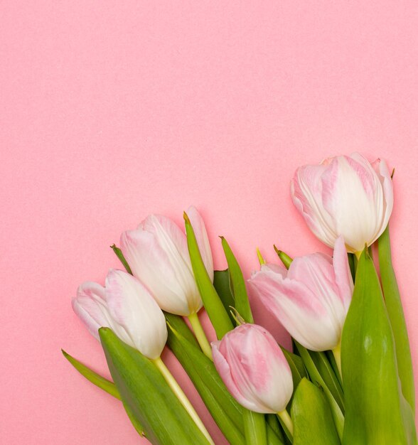 Tulips and a frame on a pink background Tulips of kopi space