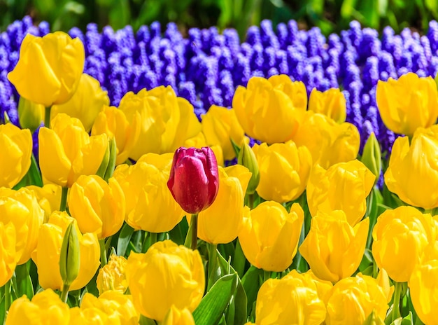 Tulips garden close up, one standing out