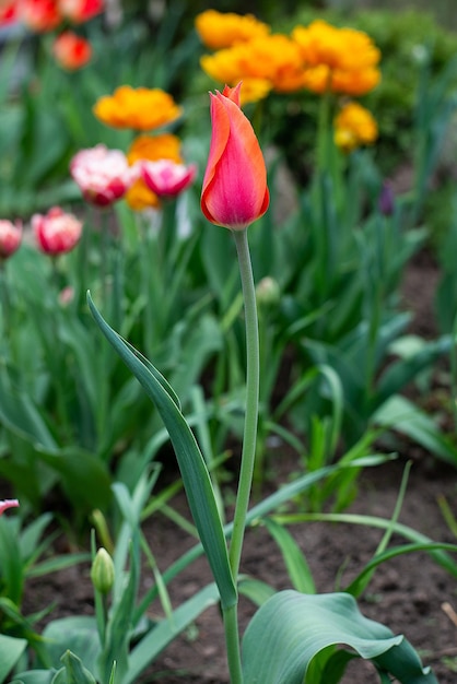 庭のチューリップは公園の自然の中で最初の春の花