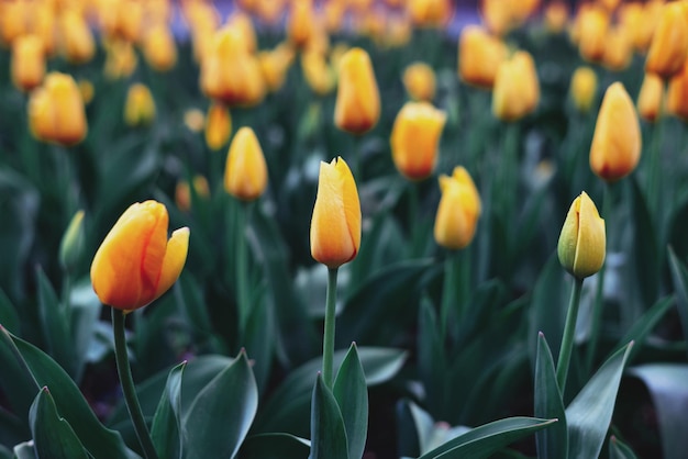 Foto i tulipani in giardino in primavera