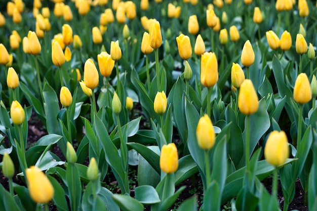 Foto i tulipani in giardino in primavera