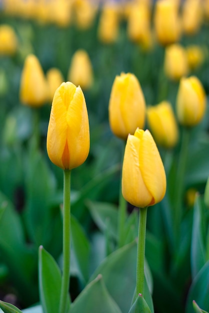 I tulipani in giardino in primavera