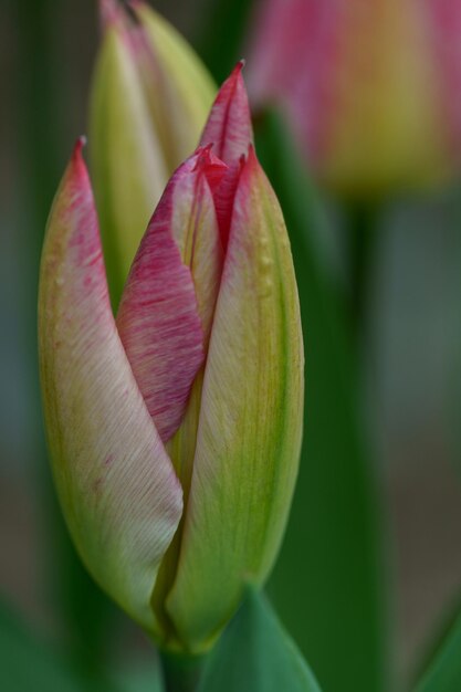 Tulips in the garden