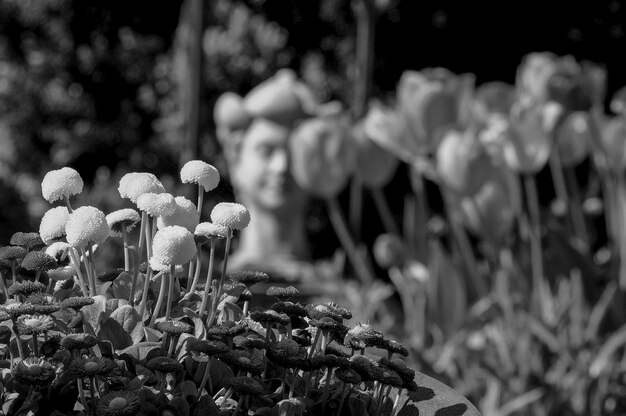 tulips in the garden