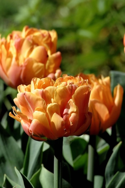 tulips in the garden