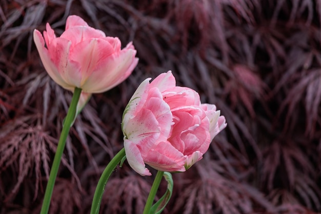 Photo tulips in the garden
