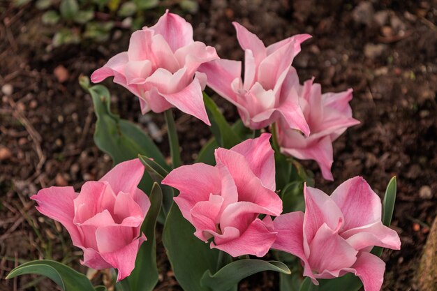 Photo tulips in the garden