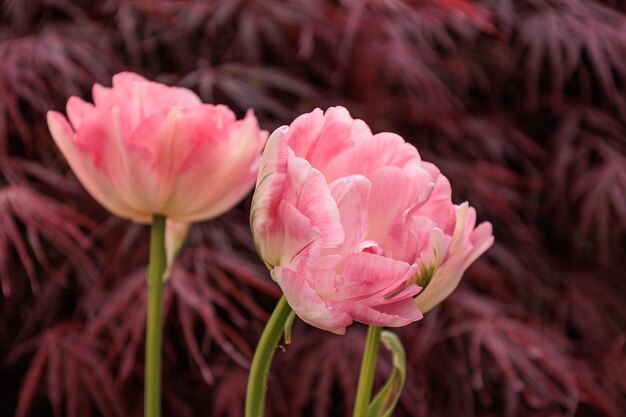 Photo tulips in the garden