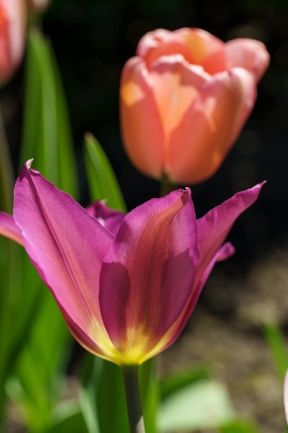 Tulips in a german garden