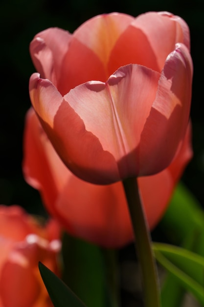 Tulips in a german garden