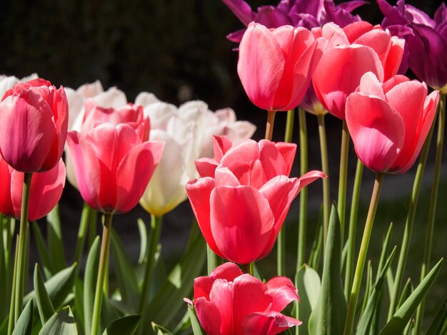 Tulips in germany