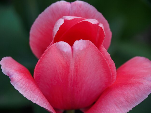 Tulips in germany