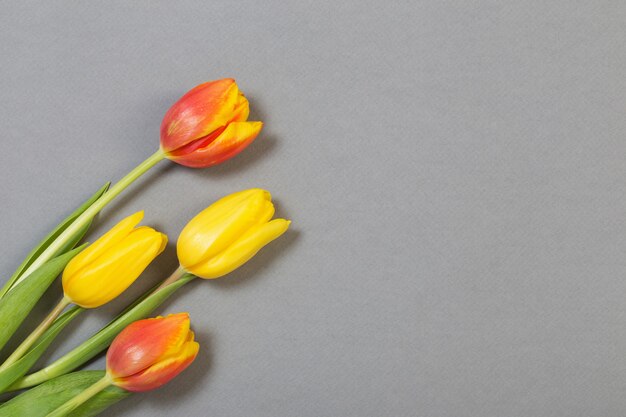 Tulips on gray paper  surface