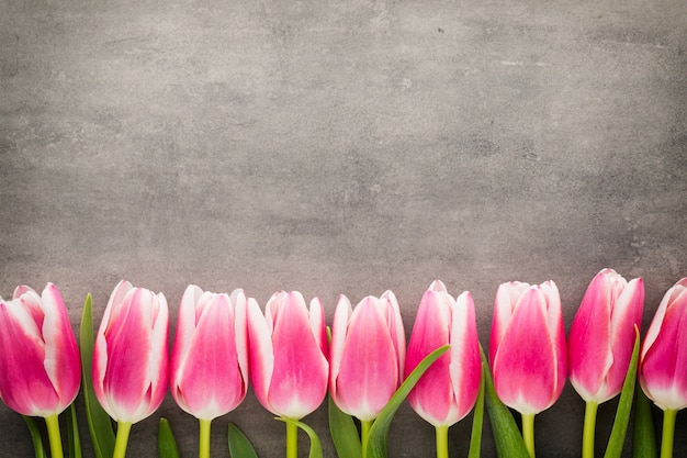 Tulips on the grey  background.