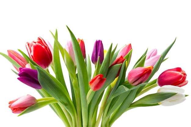 Tulips on the grey background