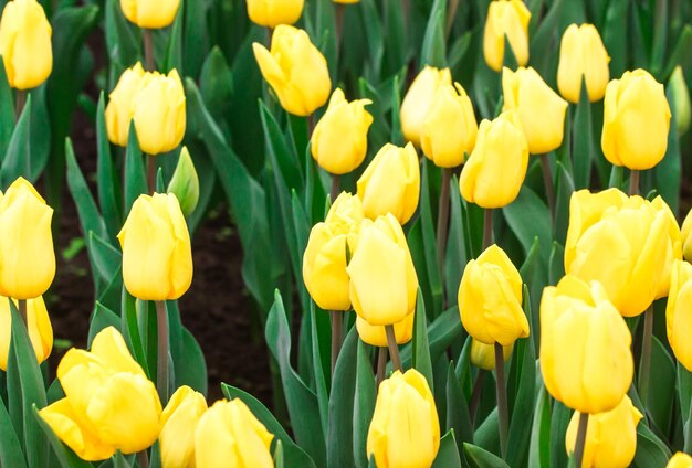 Photo tulips growing in a beautiful garden in spring