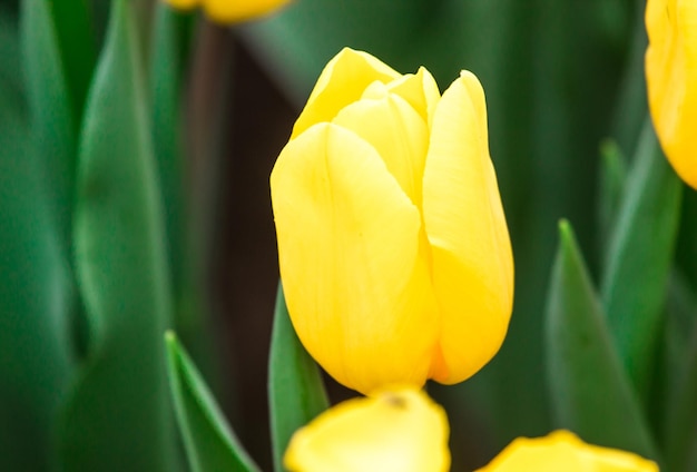 Tulips growing in a beautiful garden in spring