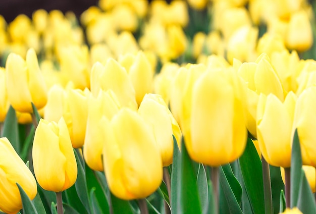 Tulips growing in a beautiful garden in spring