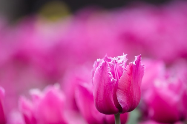 Tulips growing in a beautiful garden in spring