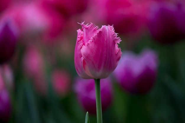 Tulips growing in a beautiful garden in spring